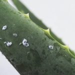 Tech Take On Vermin: What Is a Microbial Pest? https://unsplash.com/es/fotos/qtgTwEiZz-I
